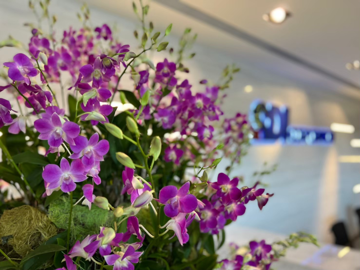 SDI 順德工業【大廳花藝】